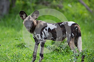 African Wild Dog