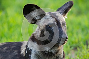 African Wild Dog