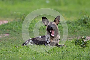 African Wild Dog