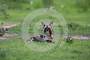 African Wild Dog