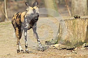 African wild dog