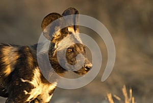 African Wild Dog