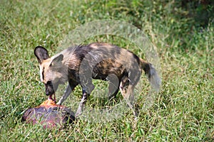 African Wild Dog