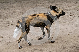 African wild dog