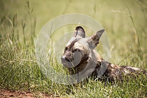 African wild dog