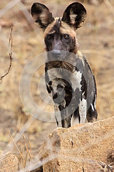 African wild dog