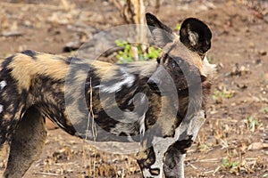 African wild dog