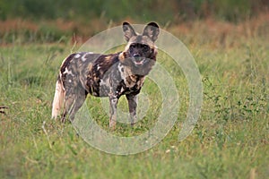 African wild dog