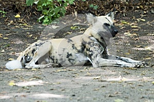 African wild dog