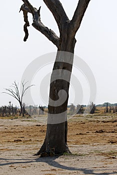 African Wild Dog