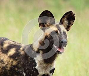 African Wild Dog