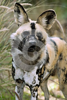 African wild dog