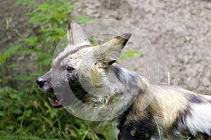 African Wild Dog   845801