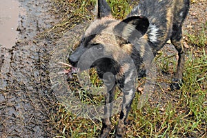 African wild dog