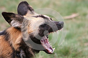 African wild-dog