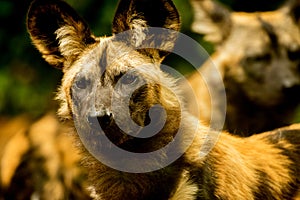 African Wild Dog