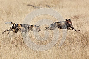 African Wild Dog photo