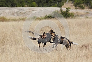 African Wild Dog photo