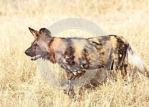 African Wild Dog photo