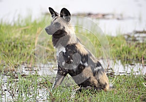 African wild dog