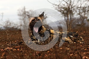 The African wild dog, African hunting or  African painted or Cape hunting dog, or painted wolf Lycaon pictus yawning dog