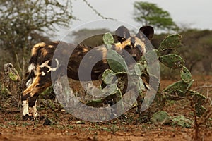 The African wild dog, African hunting or  African painted or Cape hunting dog, or painted wolf Lycaon pictus young dog watching