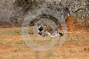 African wild dog, African hunting or African painted dog Lycaon pictus, three young dogs resting on red ground under thorny