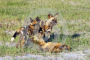 The African wild dog, African hunting dog, or African painted dog Lycaon pictus group of dogs during a welcome ceremony