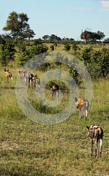 The African wild dog, African hunting dog, or African painted dog Lycaon pictus, leaving the pack. The pack of wild dogs goes to