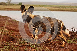 The African wild dog, African hunting dog, or African painted dog Lycaon pictus near the dam