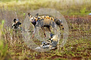 The African wild dog, African hunting dog, or African painted dog Lycaon pictus pack of dogs, adult dog with young