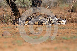 The African wild dog, African hunting dog, or African painted dog Lycaon pictus pack resting in the red dust. Pack face to face