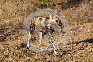 The African wild dog, African hunting dog, or African painted dog Lycaon pictus  running in grass