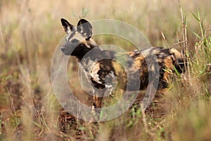 The African wild dog, African hunting dog or African painted dog Lycaon pictus sneaks to prey, portrait