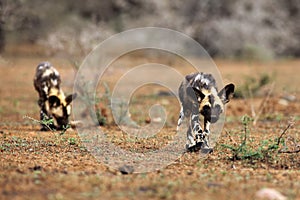 The African wild dog, African hunting dog, or African painted dog Lycaon pictus two young dogs begin hunting. The young dog