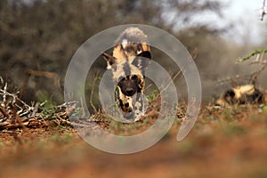 The African wild dog, African hunting dog, or African painted dog Lycaon pictus, a young dog sneaking directly against the