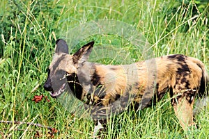 African wild dog or african painted dogLycaon pictus - Kruger National Park - South Africa