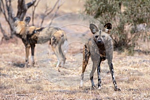 African Wild Dog alpha pair in South African savannah