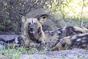 African Wild Dog in Botswana, Africa