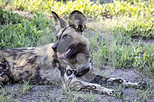 African Wild Dog in Botswana, Africa