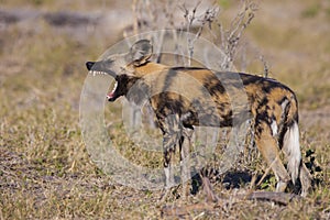 African wild dog