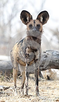 African wild dog