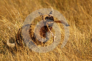 African Wild Dog carrying an Impala leg