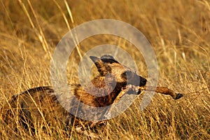 African Wild Dog carrying an Impala leg