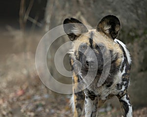 African Wild Dog close up portrait