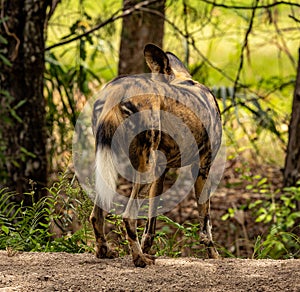 African wild dog close up shot from behind