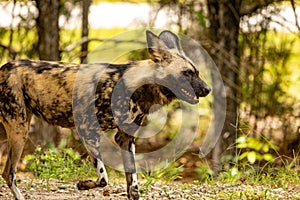 African wild dog close up trotting body shot