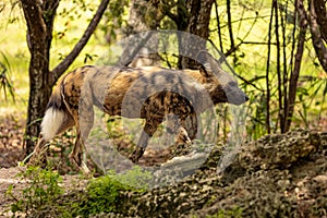 African wild dog close up walking behind a rock