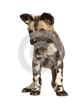 African wild dog cub (9 weeks) - Lycaon pictus photo