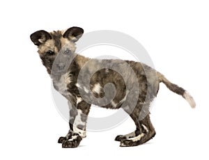 African wild dog cub (9 weeks) - Lycaon pictus